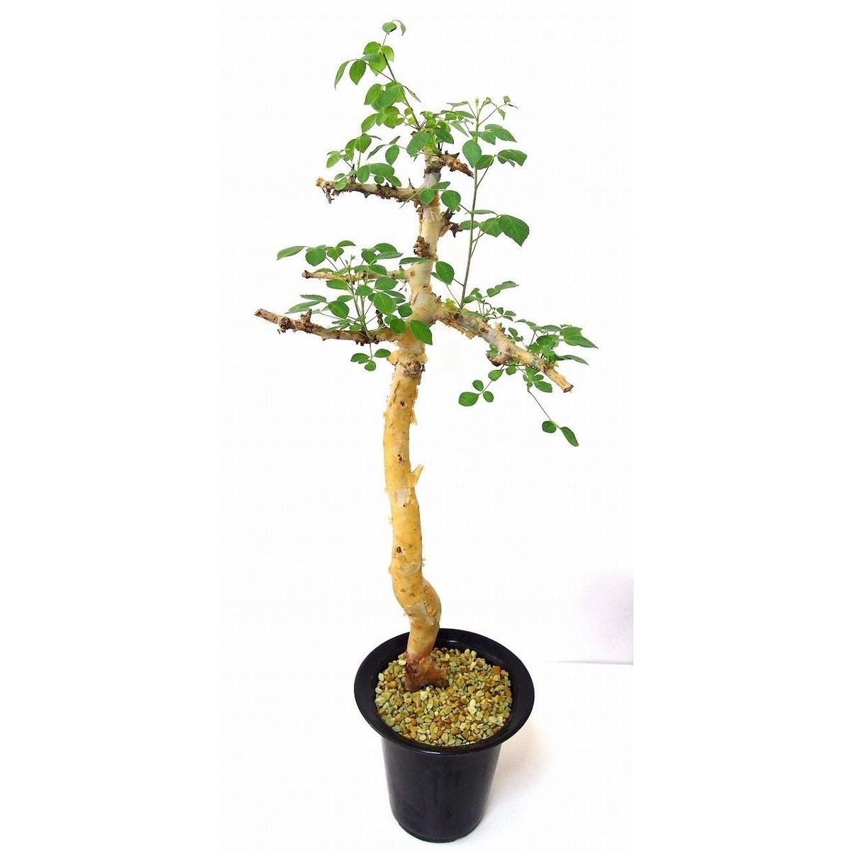 コミュフォラ　カタフ＆valiem Commiphora kataf コミフォラ カタフ | mana's farm:塊根植物・