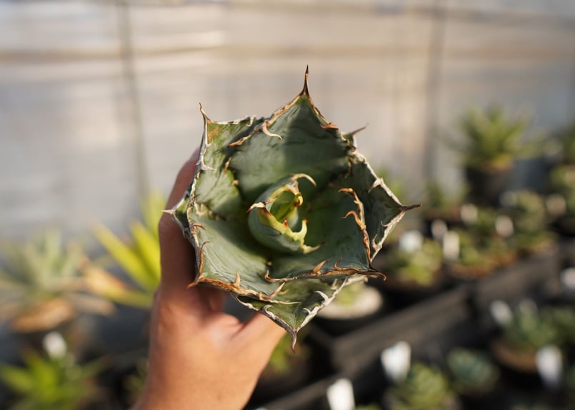 agave titanota 白鯨 NO.2 | mana's farm:塊根植物・アガベ・