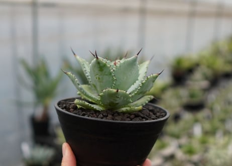 Agave potatorum×Isthmensis No.1