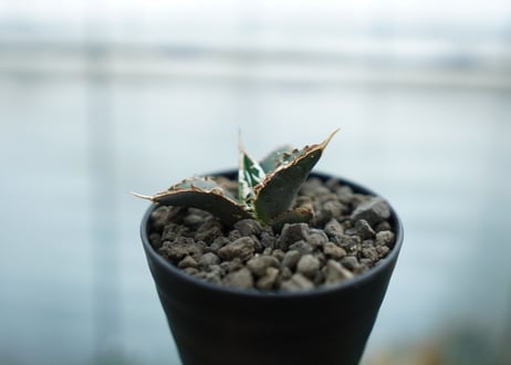 アガベ　チタノタ　狼人　agave titanota "狼人"　No.2