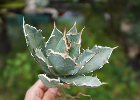 Agave titanota 白鯨 A NO.7