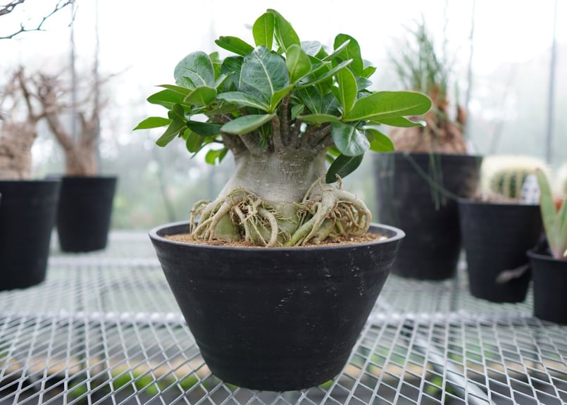 アデニウム　アラビカム　タイ産 アデニウム・タイ・アラビカム成長記録・育て方 | シロウト園芸