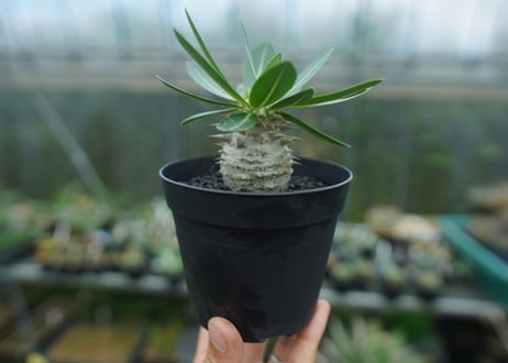 パキポディウム　恵比寿大黒　Pachypodium Densicaule　No.3