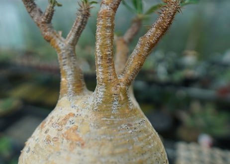 パキポディウム　グラキリス　 Pachypodium Gracilius  No.3