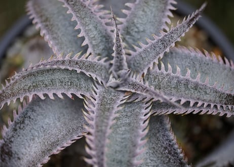 Dyckia marniel marnier lapostollei pinkspine