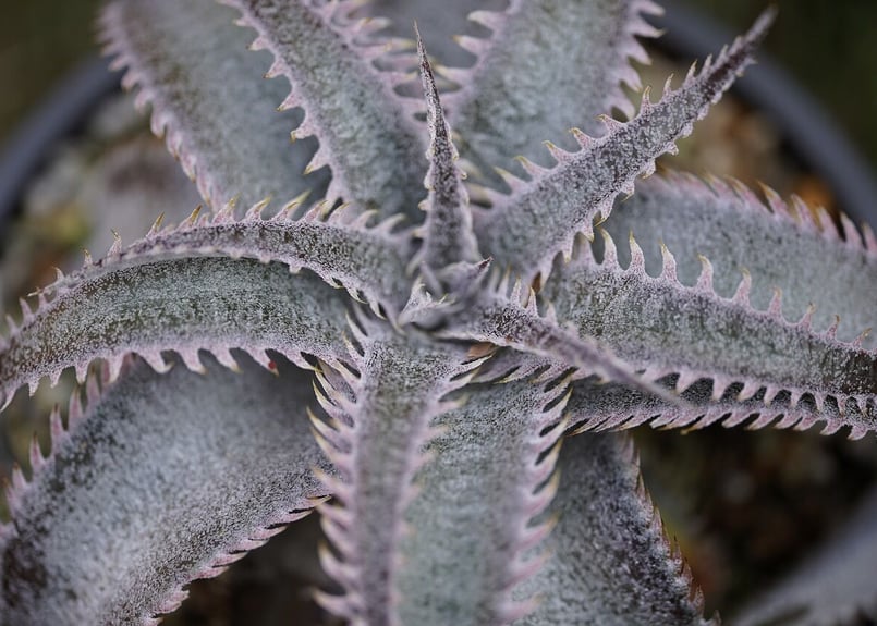 Dyckia marniel marnier lapostollei pinkspine |