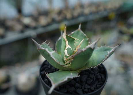 アガベ　チタノタ　FO-76　agave titanota FO-76 No.1