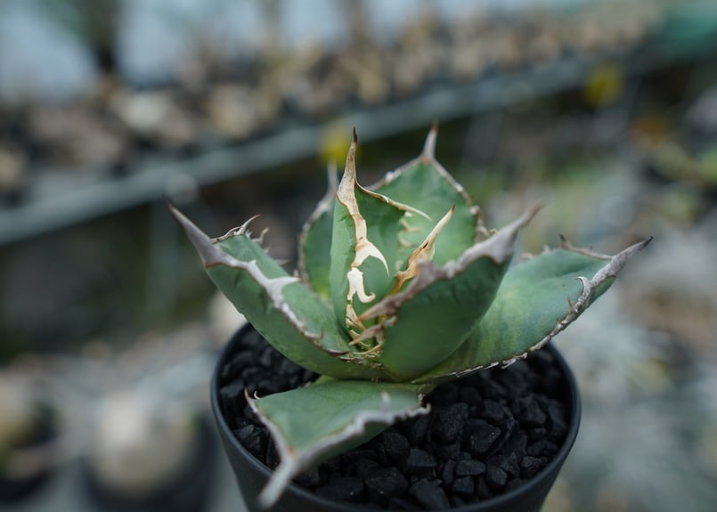 313✳1株限定✳【8.2写真更新】アガベ チタノタ fo76 インドネシア産