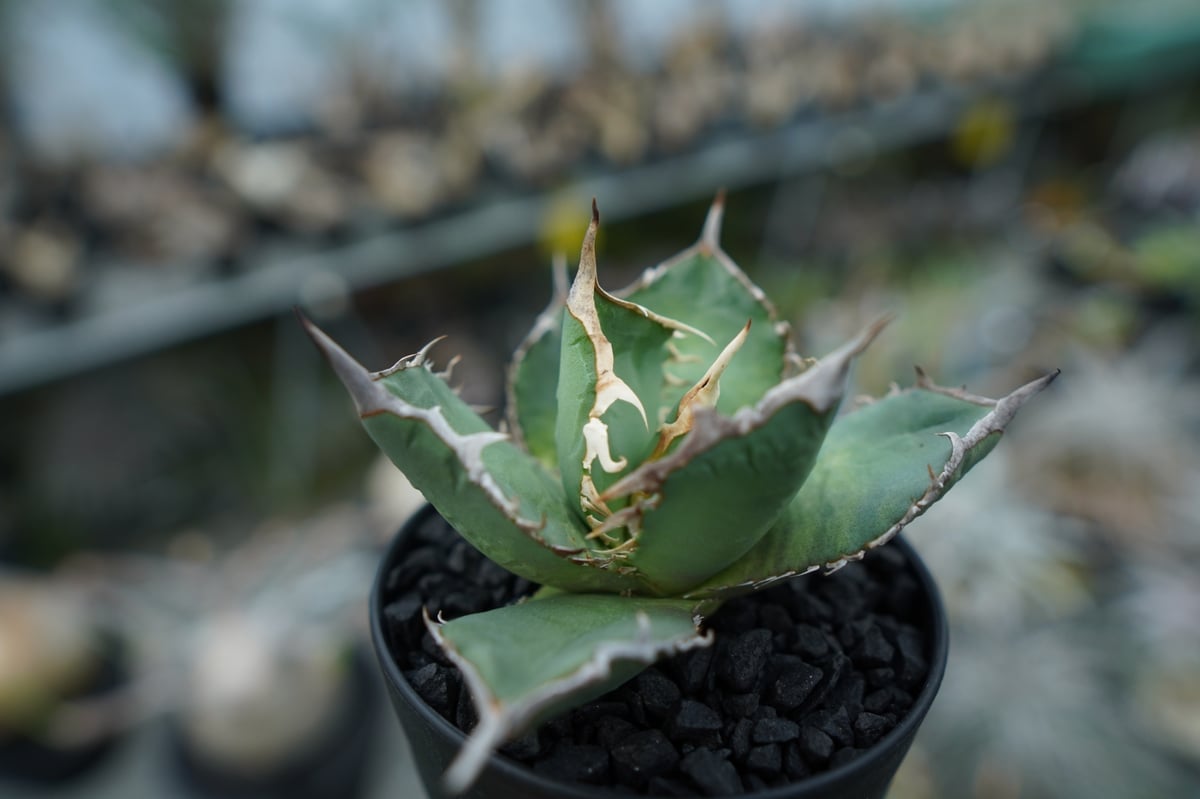 30cm超】Agave titanota FO-76 アガベ チタノタ