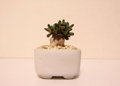 アロイノプシス　ヴィッタ　Aloinopsis vittata
