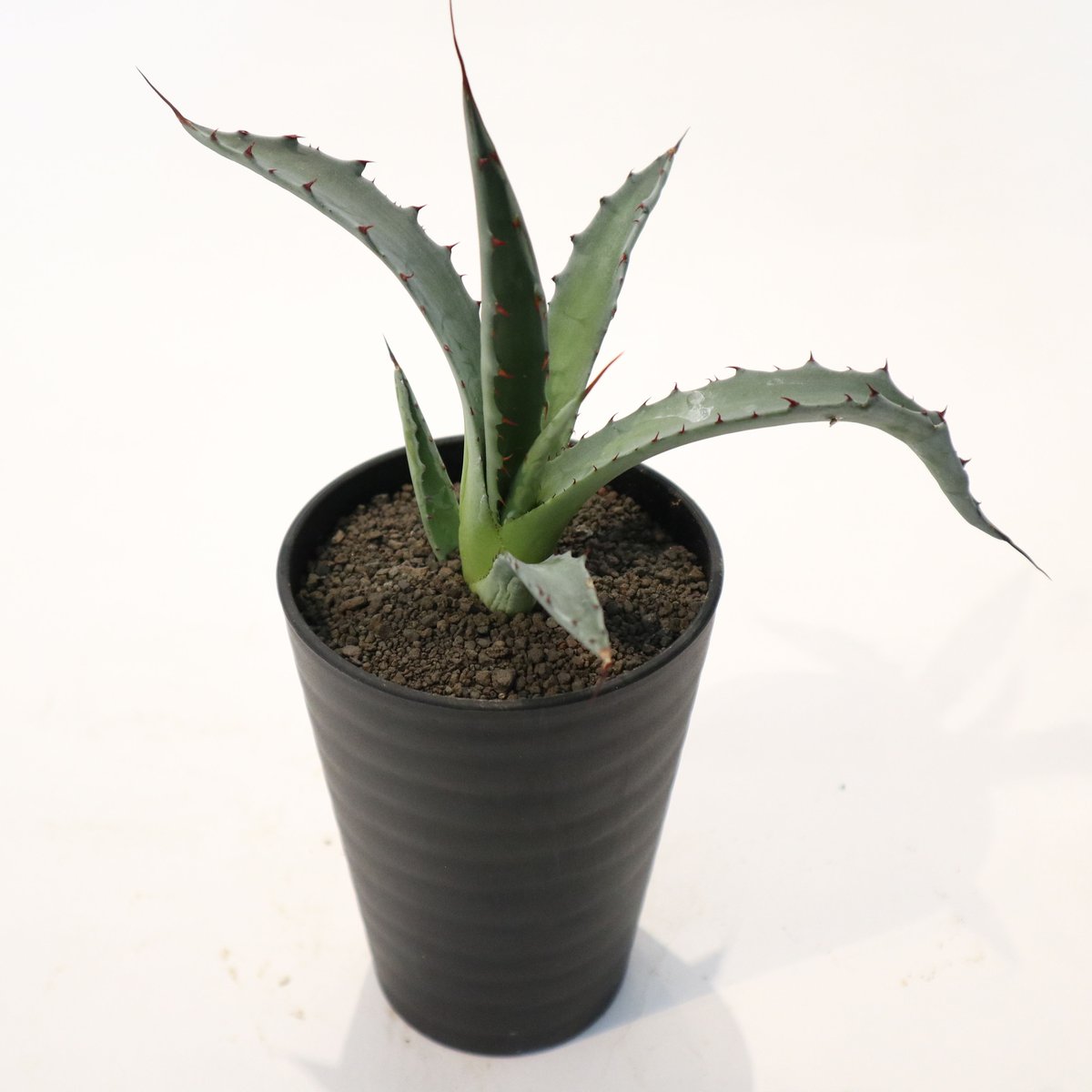 現品　アガベ　レオブライト　62番　幹上がり　根上り　観葉植物　ドライガーデン 現品 アガベ レオブライト 62番 幹上がり 根上り 観葉植物