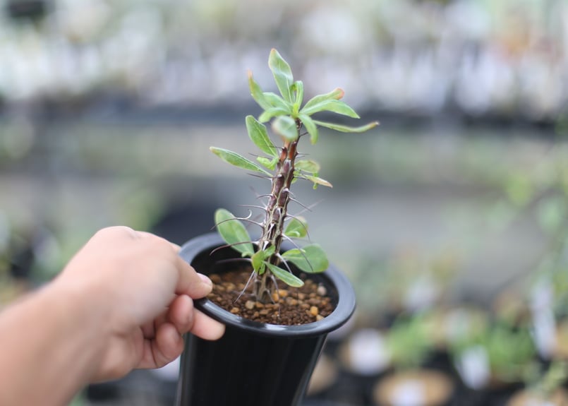 フォークイエリア オチョテレナエ | mana's farm:塊根植物・アガベ