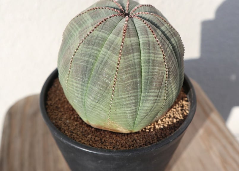 ユーフォルビア オベサ | mana's farm:塊根植物・アガベ・ドライ