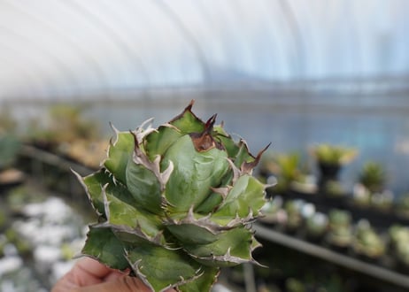 agave titanota  迦梨女神　'Goddess Kali'