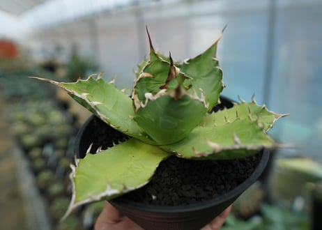 アガベ　チタノタ　FO-76　agave titanota  FO-76