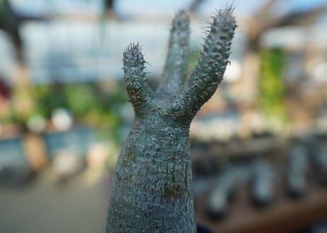【未発根】パキポディウム　グラキリス　 Pachypodium Gracilius  No.8
