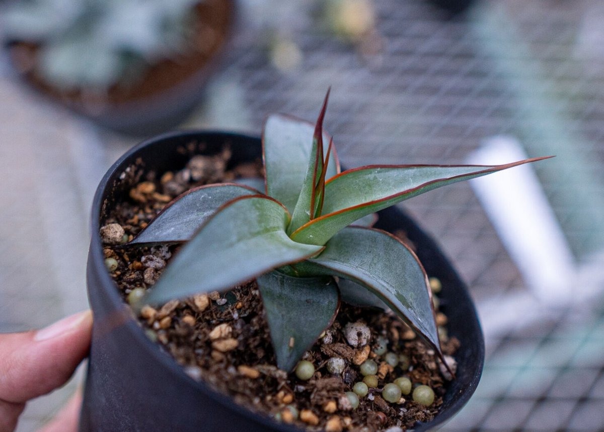 アガベ インプレッサ | mana's farm:塊根植物・アガベ・ドライガーデン