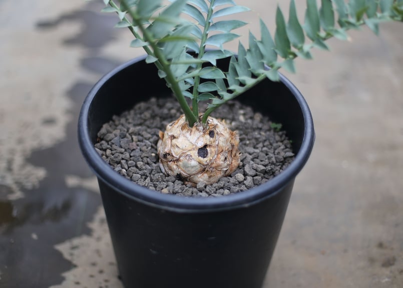 最終価格　エンセファラルトス　プリンセス　塊根植物　登録証付き 楽天市場】登録票あり【現品・現物】エンセファラルトス