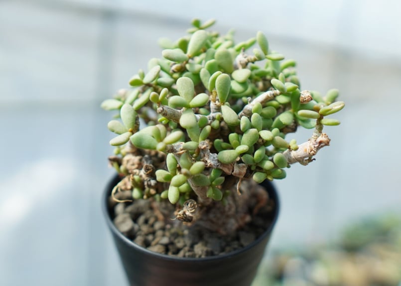 ケラリア ピグマエア Ceraria pygmaea No.3 | mana's farm: