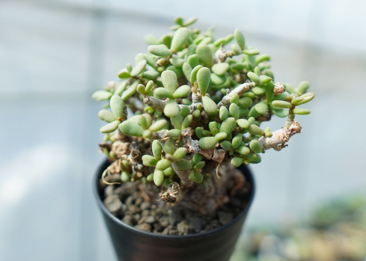 ケラリア ピグマエア Ceraria pygmaea No.3 | mana's farm: