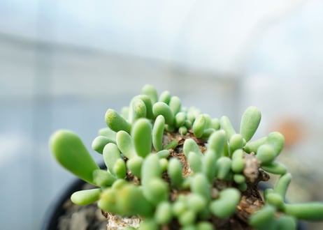 ケラリア　ピグマエア　Ceraria pygmaea  No.1