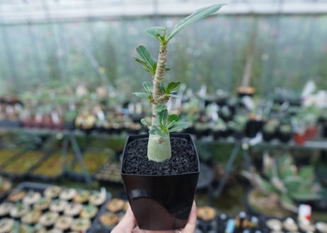 アデニウム　Adenium　No.3
