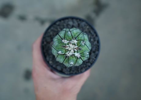 コピアポア　モンタナ 　”妖鬼玉”　Copiapoa montana