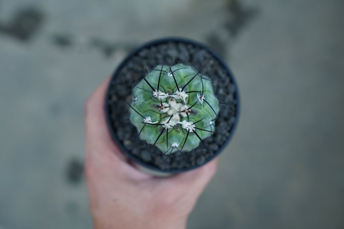 コピアポア モンタナ ”妖鬼玉” Copiapoa montana | mana's gre コピアポア モンタナ ”妖鬼玉” Copiapoa montana | mana's gre