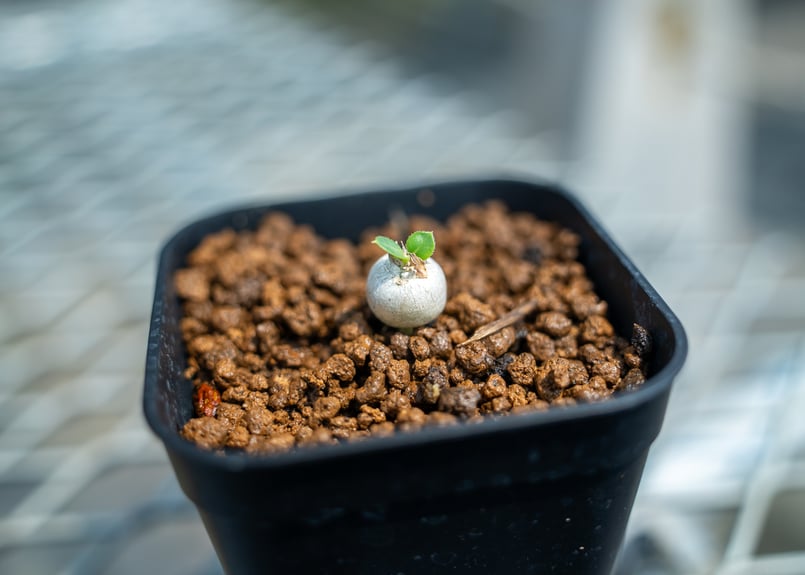 パキポディウム タッキー×レウコキサンツムハイブリッド