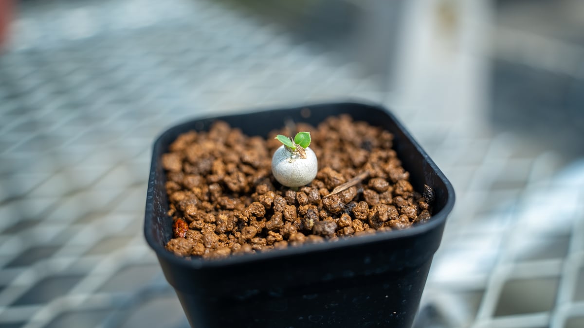 パキポディウム レウコキサンツム 沖縄実生 | mana's farm:塊根植物