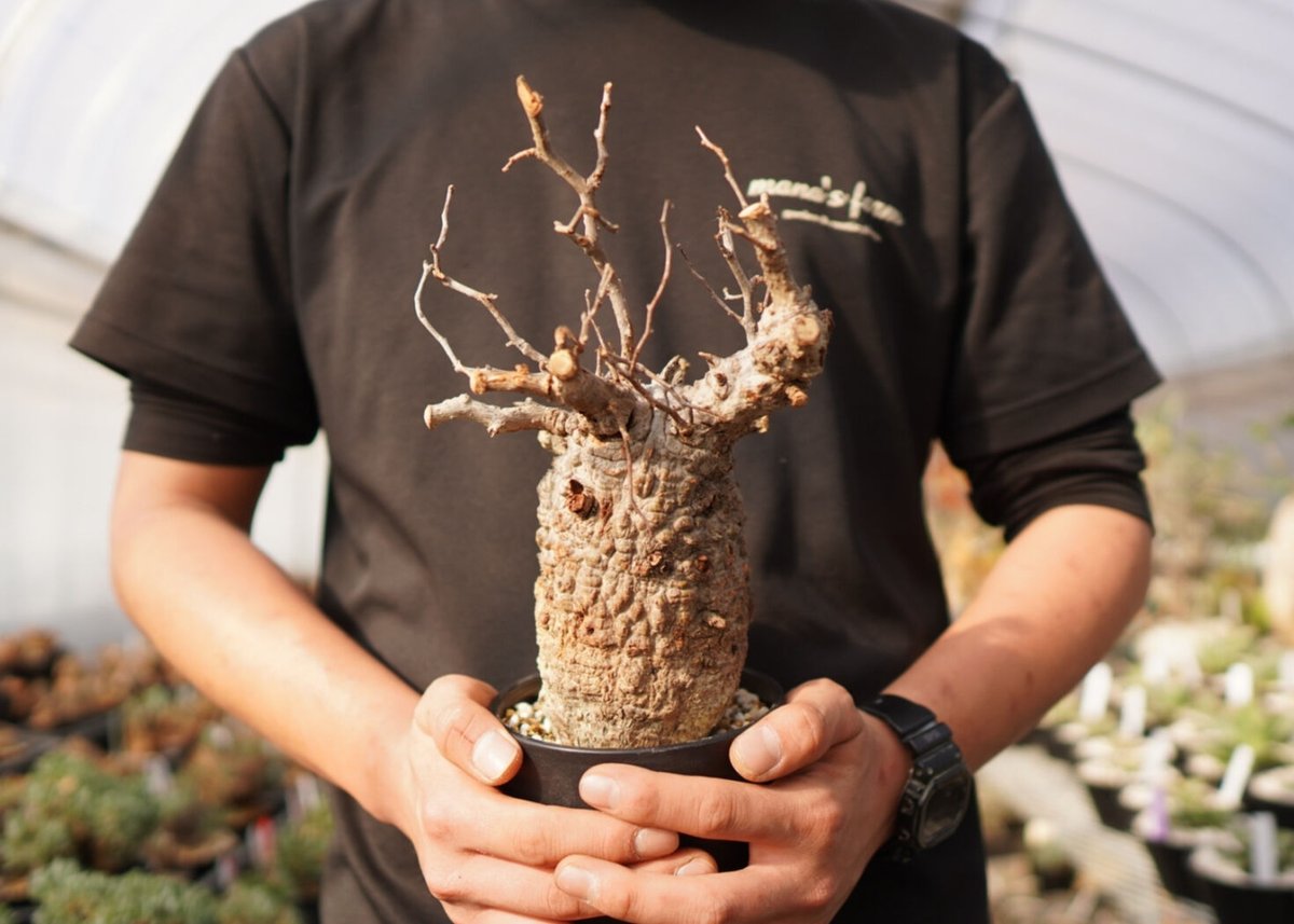 オペルクリカリア パキプス A No.32 専用 | mana's farm:塊根