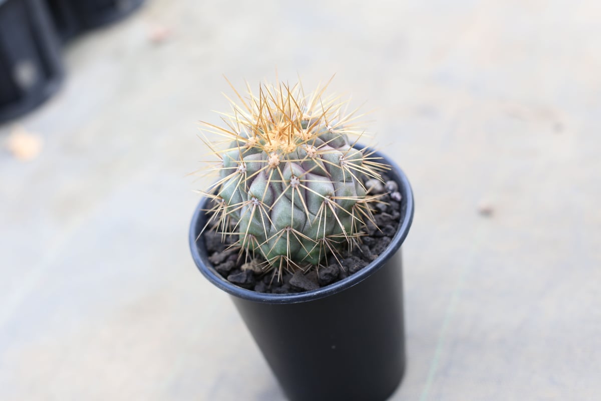 コピアポア ギガンティア | mana's farm:塊根植物・アガベ・ドライ