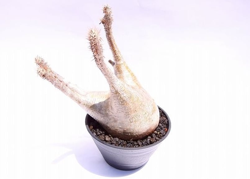 パキポディウム グラキリス | mana's farm:塊根植物・アガベ・ドライ