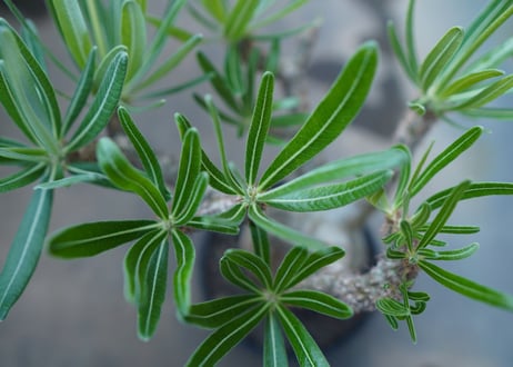 パキポディウム　グラキリス　 Pachypodium Gracilius