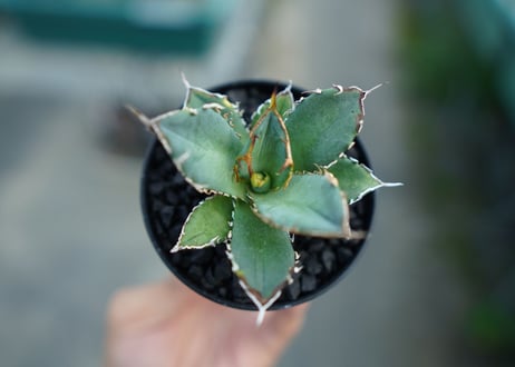 アガベ　チタノタ　FO-76　agave titanota  FO-76 子株 No.2