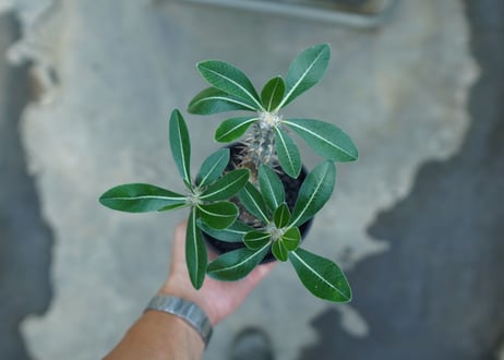 パキポディウム　伊藤ハイブリッド　Pachypodium 'Itoh Hybrid'