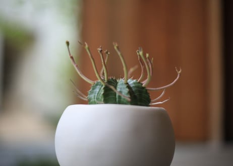 ユーフォルビア　バリダ　Euphorbia valida