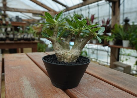 パキポディウム マカイエンセ　Pachypodium makayense　No.10