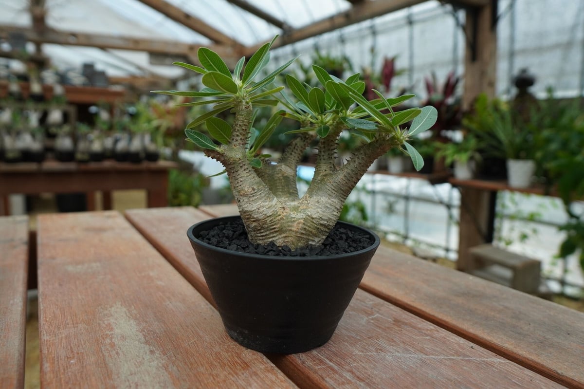 極太 マカイエンセ パキポディウム パキポディウム マカイエンセ Pachypodium makayense No.10 | ma