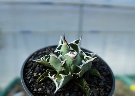 アガベ　チタノタ　FO-76　Agave titanota FO-76　No.1