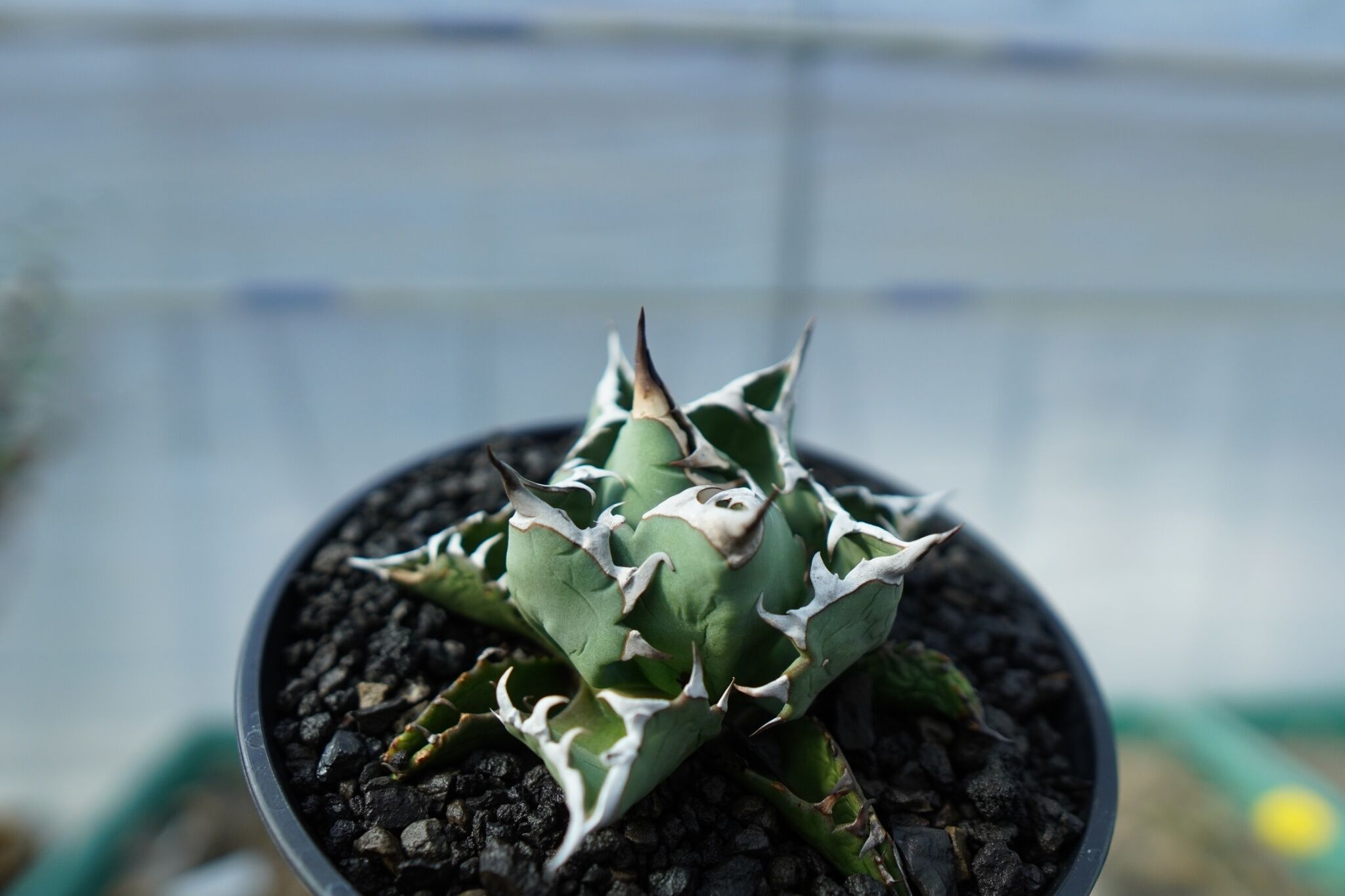 アガベ チタノタ FO-76 Agave titanota FO-76 No.1 | mana