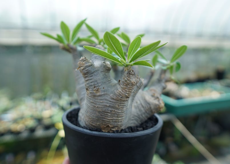 パキポディウム マカイエンセ Pachypodium makayense No.1 | man