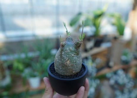 【未発根】パキポディウム　グラキリス　 Pachypodium Gracilius  No.38