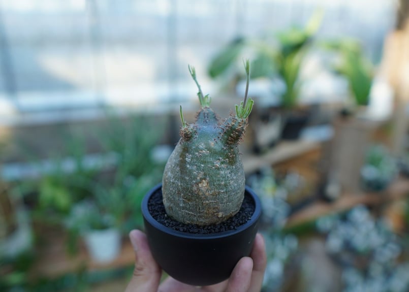 未発根】パキポディウム グラキリス Pachypodium Gracilius No.3