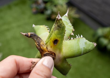 Agave Sowing seeds NO.4   (G)