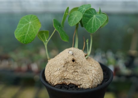 ステファニア　エレクタ　Stephania erecta