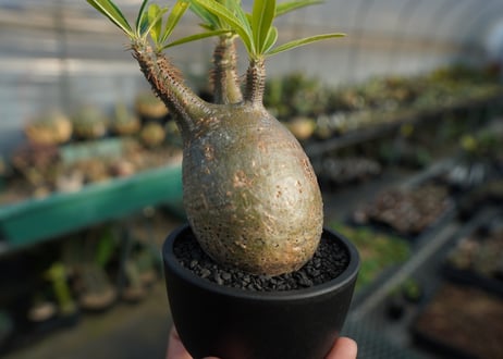 パキポディウム　グラキリス　 Pachypodium Gracilius  No.3