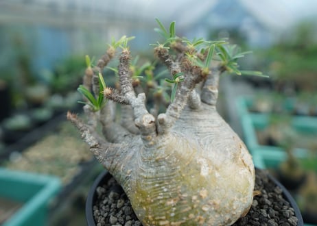 パキポディウム　グラキリス　 Pachypodium Gracilius　No.3