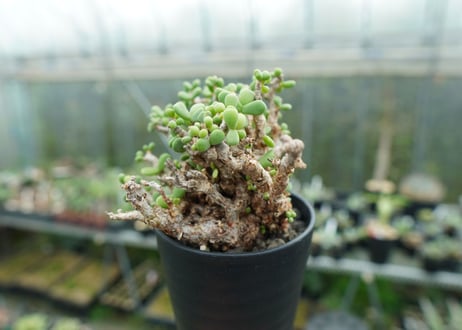 ケラリア　ピグマエア　Ceraria pygmaea  No.2