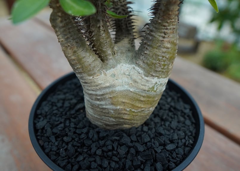 パキポディウム マカイエンセ Pachypodium makayense No.7 | man